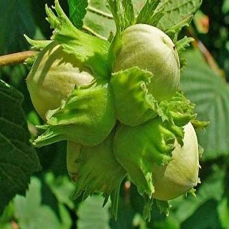 Tüplü İri Meyveli Palaz Fındık Fidanı