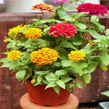 Dahlia Çiçekli Dream Rosy Lavender Zinya Çiçeği Tohumu(40 tohum)