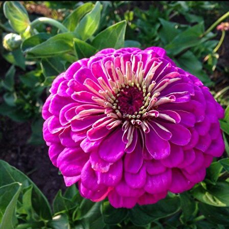 Dahlia Çiçekli Violet Quen Zinya Çiçeği Tohumu(40 tohum)