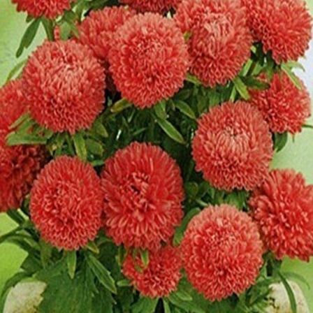 Pompon Salmon Red Aster Çiçeği Tohumu(50 tohum)