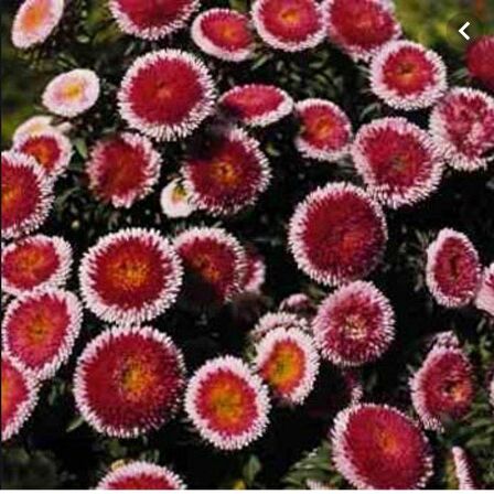 Pompon Hi-no-maru Aster Çiçeği Tohumu(50 tohum)