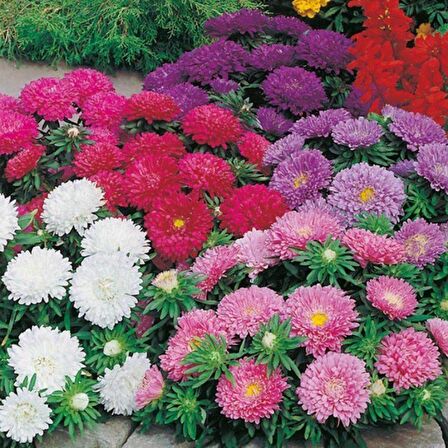 Paeony Duchesse Apricot Pompon Aster Çiçeği Tohumu (50 tohum)