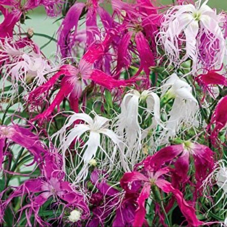 Dianthus Superbus Rose Bol Kokulu Karanfil Çiçeği Tohumu(100 adet)