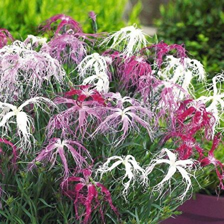 Dianthus Superbus Rose Bol Kokulu Karanfil Çiçeği Tohumu(100 adet)