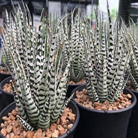 Haworthia Fasciata Alba Sukulent (7.5 Luk Saksıda)