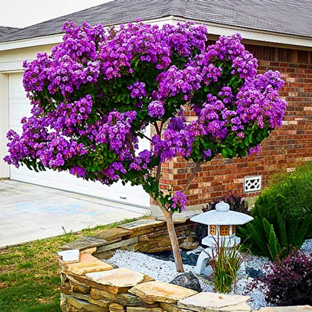 Tüplü Lagerstromia İndica Mor Renkli Oya Ağacı Fidanı