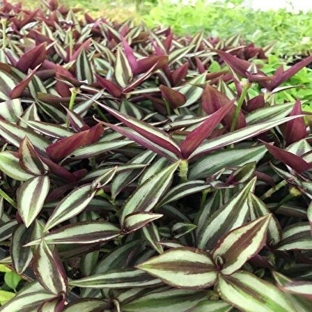 Alacalı Yapraklı Tradescantia Zebrina Telgraf Çiçeği Fidesi (5 adet)