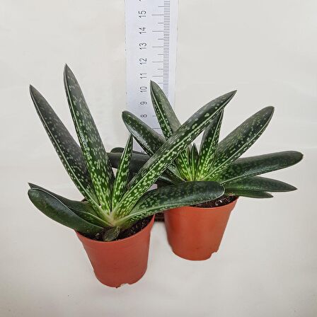 Gasteria Pillansi Sukulent (5.5 Luk Saksıda)