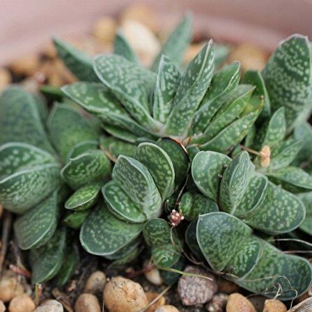 Gasteria Pillansi Sukulent (5.5 Luk Saksıda)