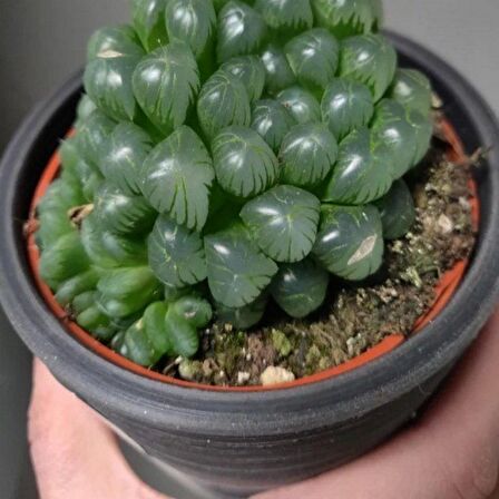 Haworthia Cooperi Sukulent Özel Çeşit (5.5 Luk Saksıda)