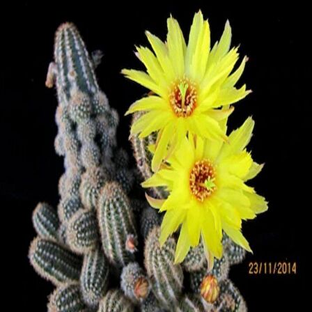 Echinopsis Chamaecereus Yellow Bird Kaktüs Sarı İri Çiçekli (5.5 luk Saksıda)