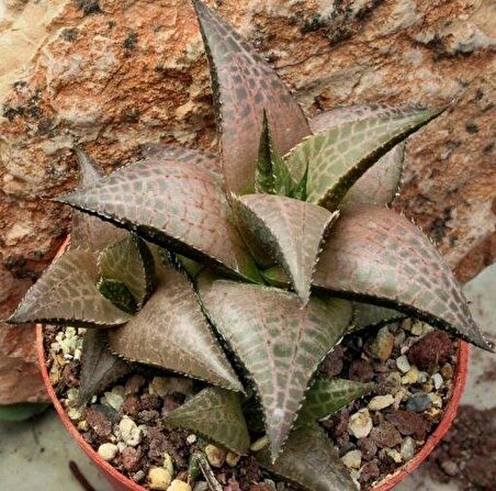 Haworthia Venosa Tessellata Sukulent(5.5 Luk Saksıda)