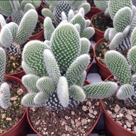 Opuntia Microdasys Albata Tavşan Kulağı Kaktüs 10 Luk Saksı