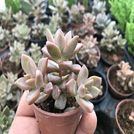 Echeveria Prolificia Sukulent No 46 (5.5 luk Saksıda)