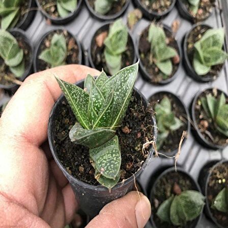 Gasteria Sukulent No 22 (5.5 luk Saksıda)