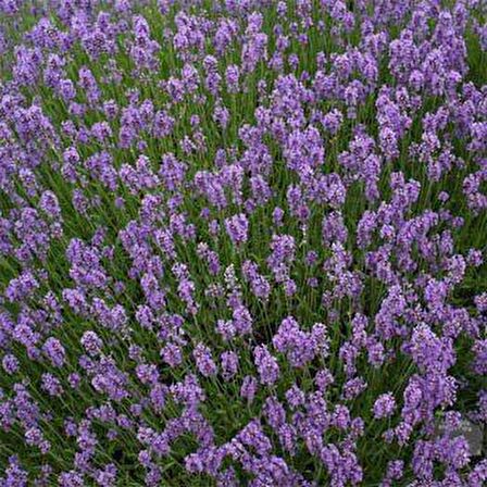 Lavandula Angustifolia Lavanta  Çiçeği Tohumu(10 gram)