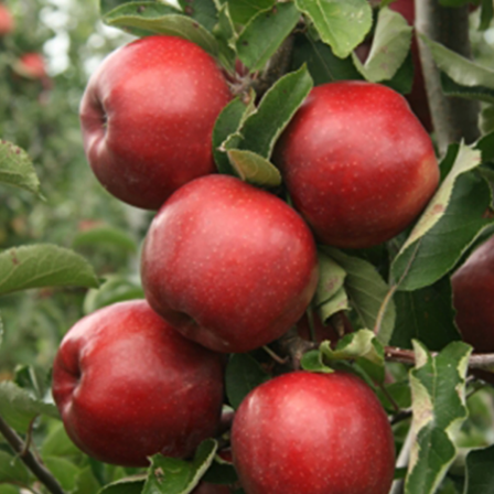 Tüplü Yarı Bodur Red Jonaprince Elma Fidanı
