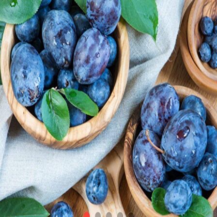 Tüplü Tam Bodur İnnovative Tree Mürdüm Eriği Fidanı