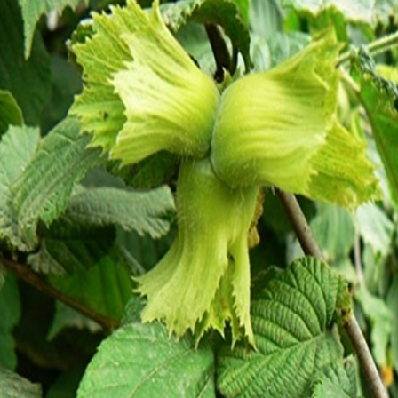 Tüplü Giresun Yağlısı Fındık Fidanı