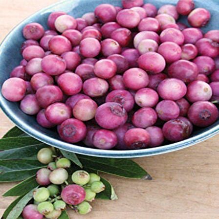 Tüplü Nadir Pink Lemonede Pembe Yaban Mersini Fidanı