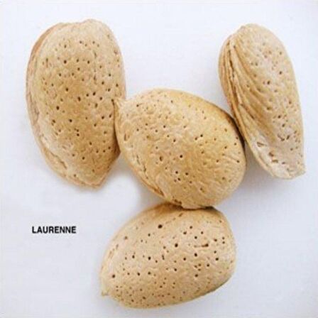 Tüplü Kendine Verimli Yarı Bodur Laurenne Badem Fidanı