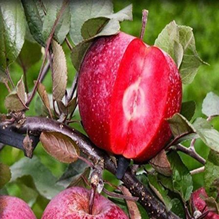 Tüplü Özel Üretim Baldur İçi  Dışı Kırmızı Elma Fidanı