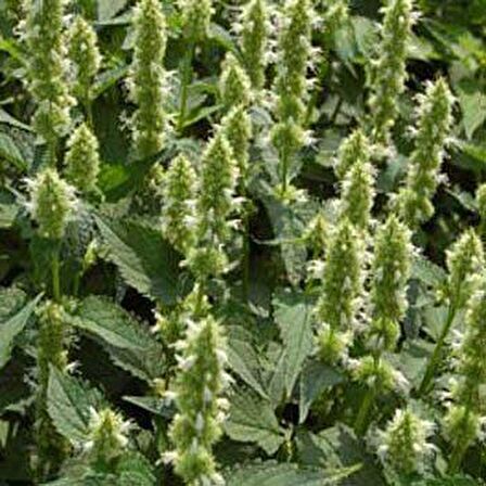 Dev  Meksida Beyazı Hyssop Çiçeği Tohumu(50 tohum)