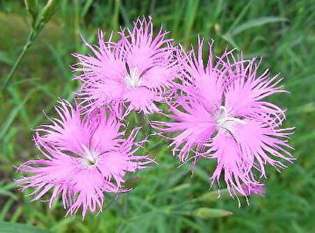 Püsküllü Pembe Dianthus Çiçeği Tohumu(50 adet)