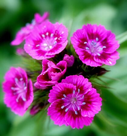 Lila Sweet William Dianthus Barbadus Çiçeği Tohumu(50 adet)