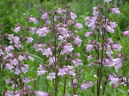 Sweet Lady Penstemon Çiçeği Tohumu(50 adet)