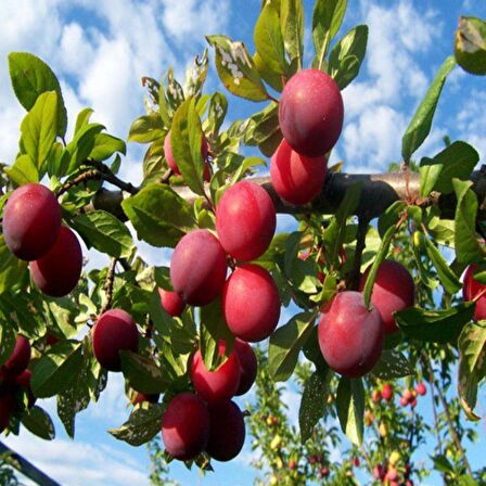 Tüplü Yarı Bodur Red Beauty Erik(Japon Eriği) Fidanı