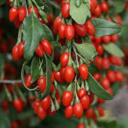Goji Berry Kurt Üzümü Tohumu (20 tohum)