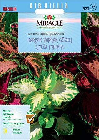 Miracle Karışık Renkli Kolyos (Coleus) Yaprak Güzeli Çiçeği Tohumu(100 tohum)