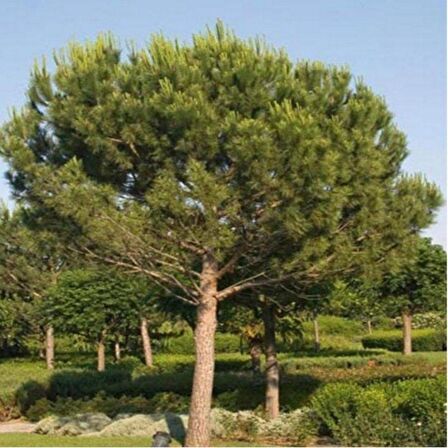 Tüplü Fıstık Çamı