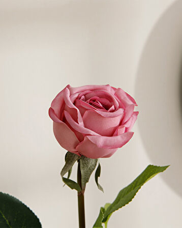 English Home Corsage Kumaş Tek Dal Yapay Çiçek Koyu Pembe