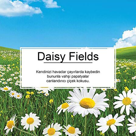 Little Trees Daisy Chain Papatya Aromalı Oto Kokusu 24 Adet