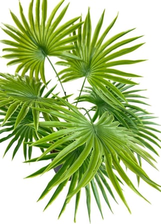 Yapay Salon Bitkisi Fan Palmiye 50*40cm 8Yaprak Plastik Antrasit Saksıda
