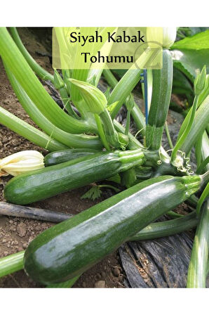 Siyah Kabak Tohumu 1 Paket (10gr=100+ Adet) Kabak Tohumu Siyah