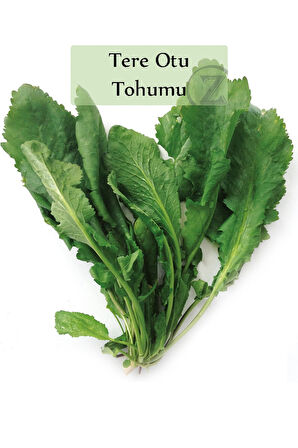 Tere Tohumu 1 Paket (10gr=5000+ Adet) Tere Otu Tohumu Geniş Yapraklı Tere