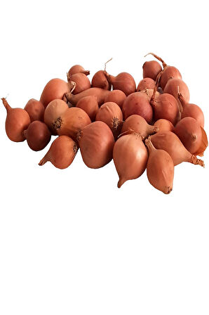 6 Paket Tohum No7 Iska Soğan Tohumu Arpacık Soğan Çeri Domates Frenk Maydanoz Salatalık Biber Tohumu