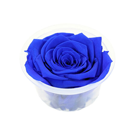 Şoklanmış Solmayan Gül, 5 cm - Lacivert