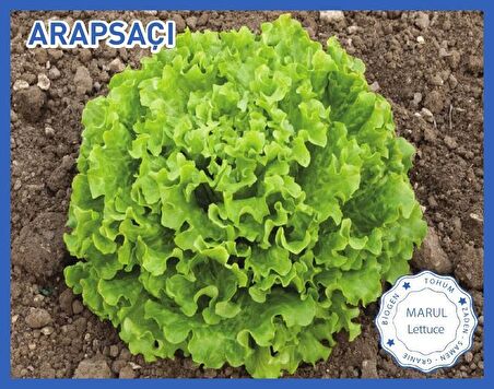 Biogen Arapsaçı Marul Tohumu 10gr 1 Paket