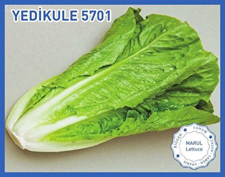Biogen Yedikule Marul Tohumu 10gr 1 Paket