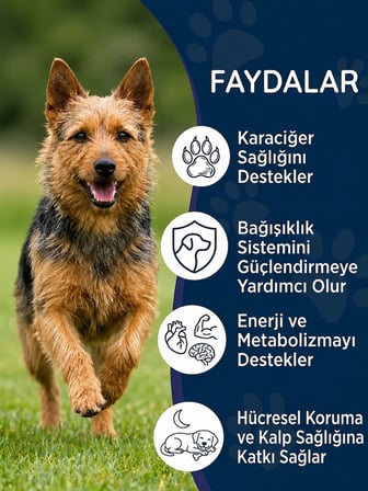 Köpek Karaciğer Destekleyici Tablet 75 Tablet – Milk Thistle (Deve Dikeni) ve Beta Glukan