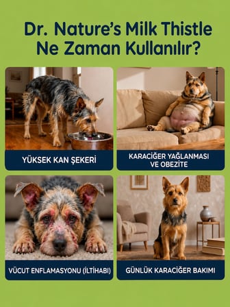 Köpek Karaciğer Destekleyici Tablet 75 Tablet – Milk Thistle (Deve Dikeni) ve Beta Glukan
