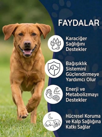 Köpek Milk Thistle ( Devedikeni) Damla 50 ml Silymarin ve Beta Glukan İçeren Karaciğer Bakım Desteği