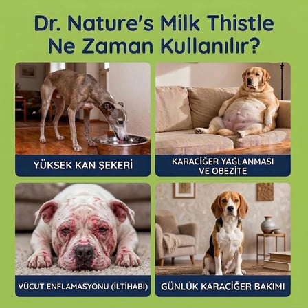 Köpek Milk Thistle ( Devedikeni) Damla 50 ml Silymarin ve Beta Glukan İçeren Karaciğer Bakım Desteği