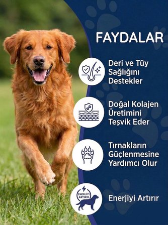 Köpek Biotin Damla 50 ml Sıvı Deri ve Tüy Sağlığı Desteği Tüy Dökülmesi Karşıtı Parlatıcı Likit Vitamin Takviyesi