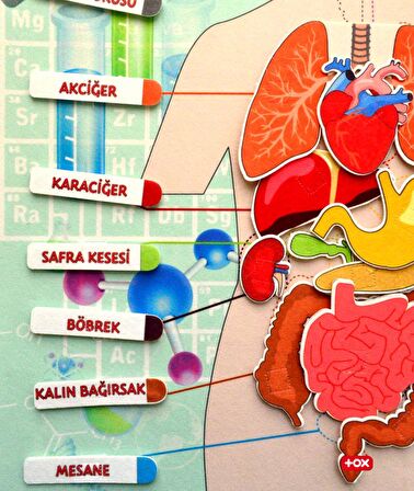 2 Set - 69 Parça Tox İç Organlar ve Takvimi Öğreniyorum Keçe Cırtlı Duvar Panoları , Eğitici Oyuncak