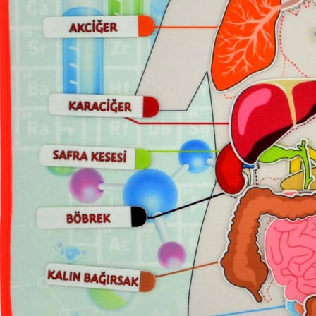 2 Set - 52 Parça  İç Organlar Sistemi Keçe Duvar Panoları , Eğitici Oyuncak